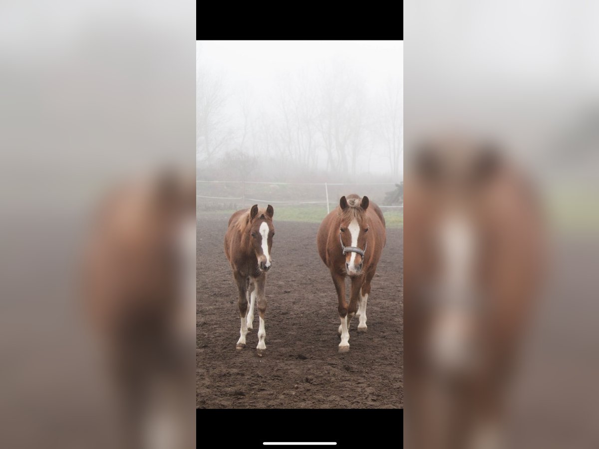 Polnisches Reitpony Hengst 1 Jahr Fuchs in Strzałkowo