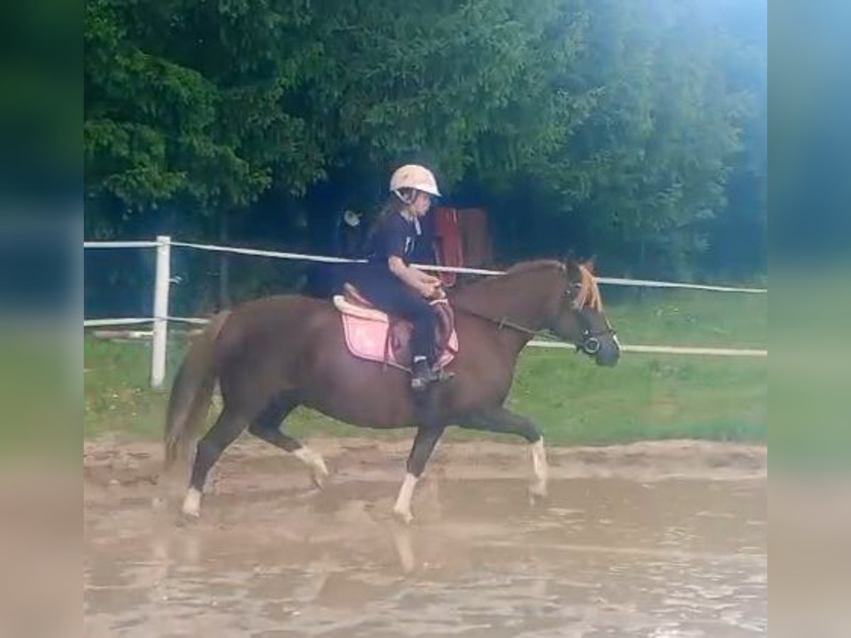 Polnisches Reitpony Mix Stute 10 Jahre 138 cm Dunkelfuchs in Forst
