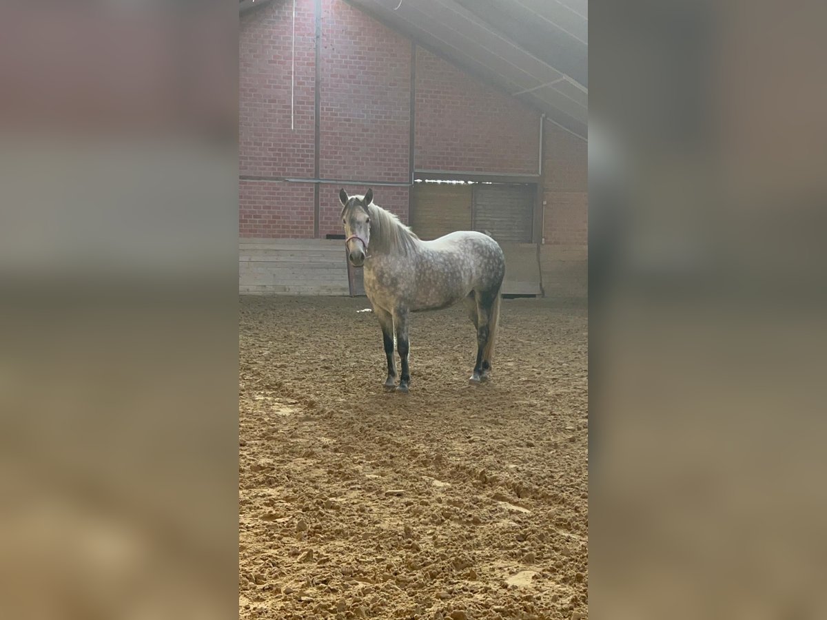 Polnisches Reitpony Stute 10 Jahre 151 cm Apfelschimmel in LippstadtLippstadt