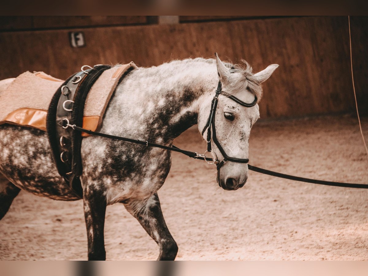 Polnisches Reitpony Stute 11 Jahre 148 cm Apfelschimmel in Renchen