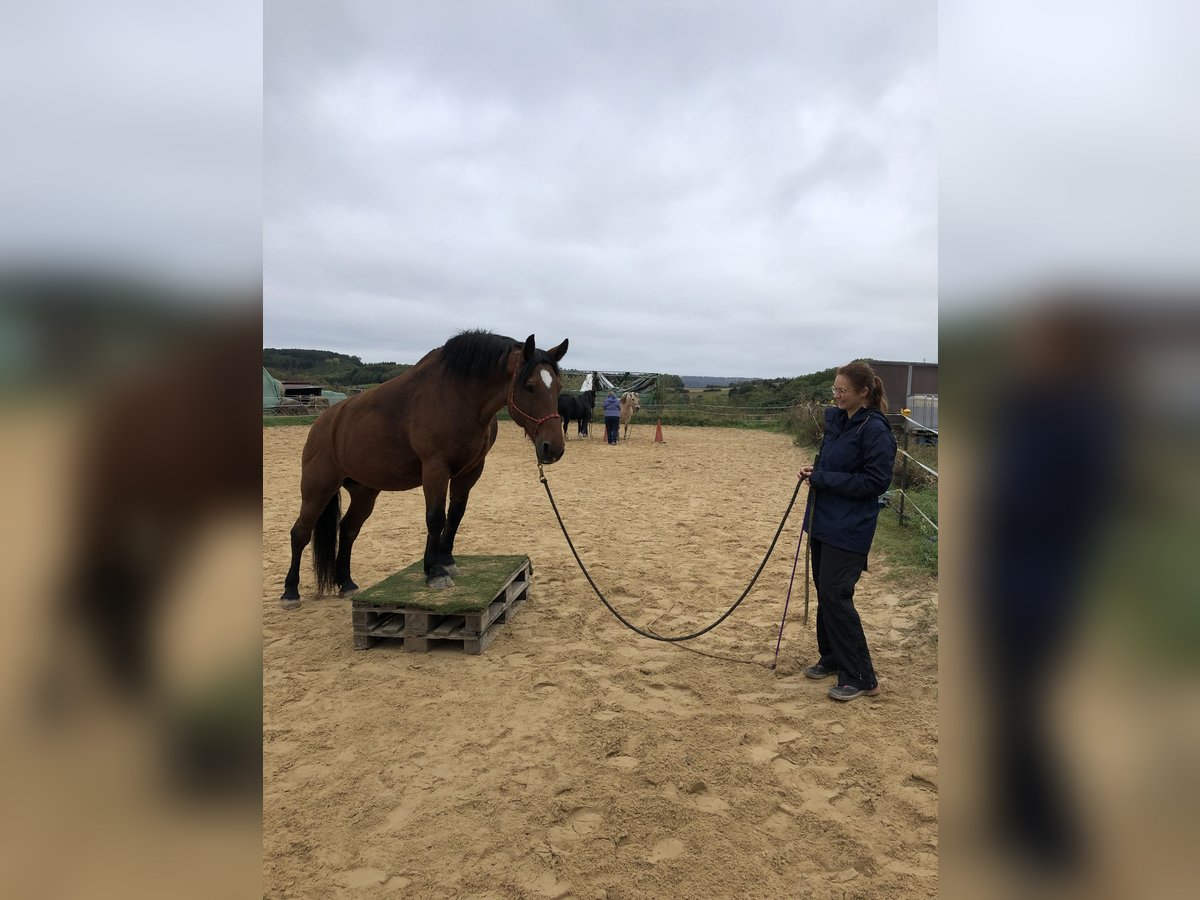 Polnisches Reitpony Stute 19 Jahre 150 cm Brauner in Wetzlar