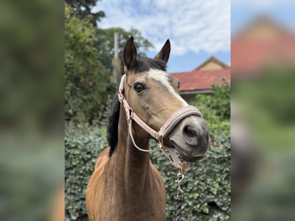 Polnisches Reitpony Mix Stute 26 Jahre 146 cm Falbe in V&#xF6;sendorf