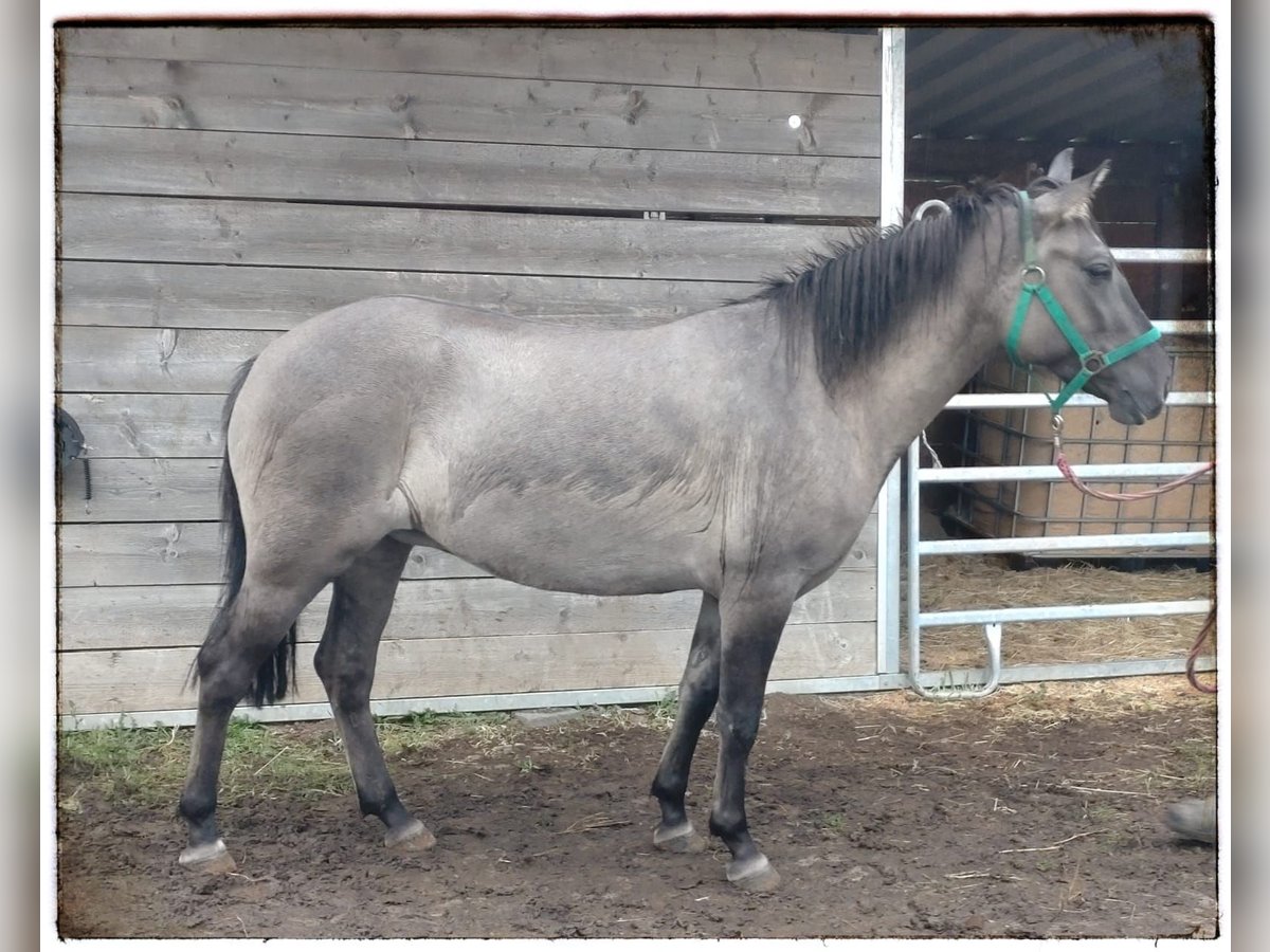 Polnisches Reitpony Stute 3 Jahre 142 cm Falbe in Fernwald Polnisches Reitpony Stute 3 Jahre 142 cm Falbe in Fernwald