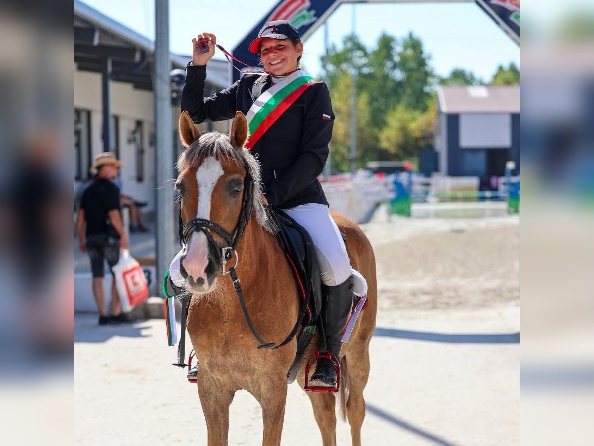 Polnisches Reitpony Wallach 11 Jahre 138 cm Palomino in Sofia