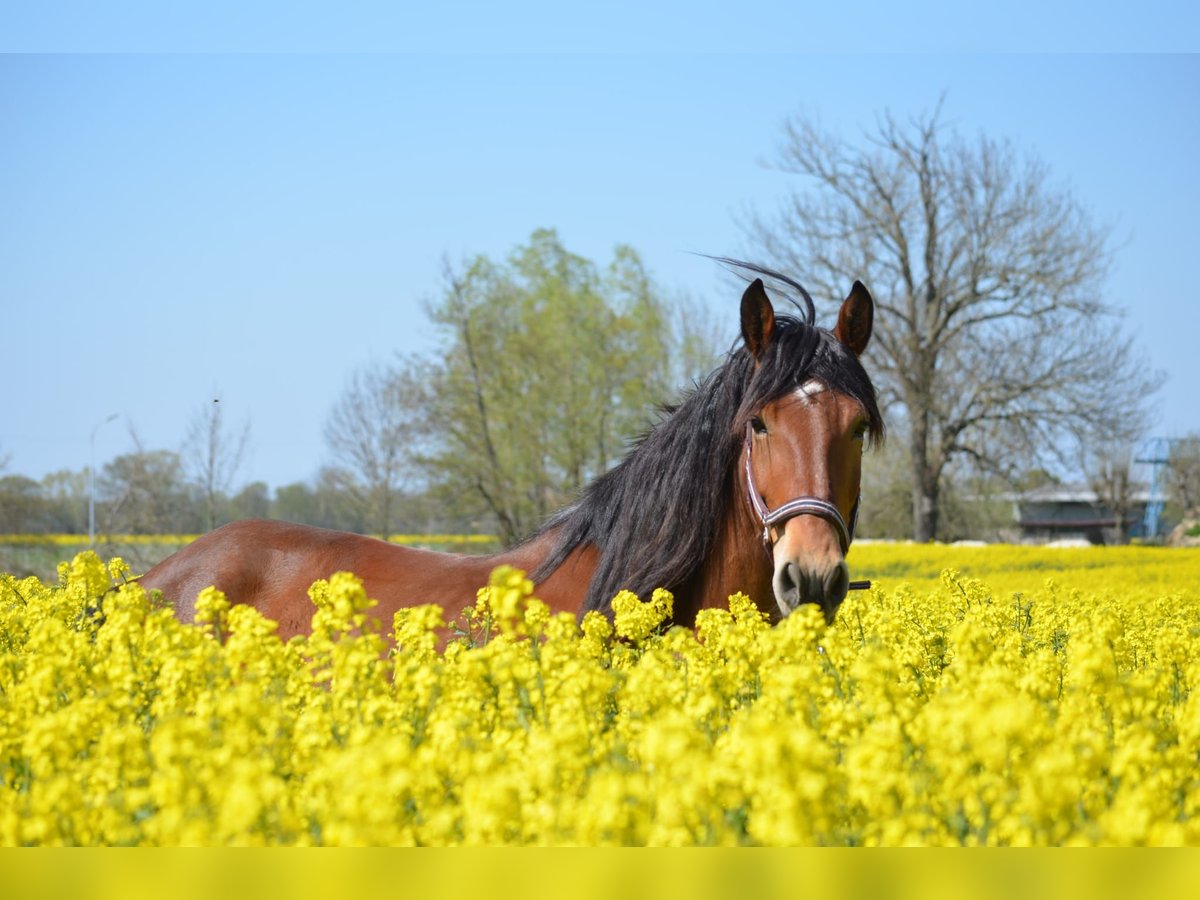 Polnisches Reitpony Wallach 12 Jahre 150 cm Brauner in Stadthagen