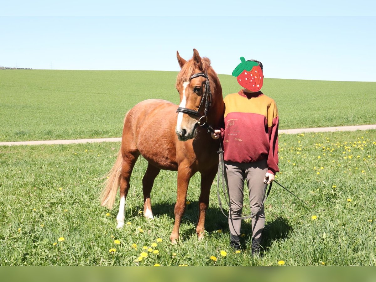 Polnisches Reitpony Wallach 14 Jahre 148 cm Fuchs in Elterlein/ Schwarzbach