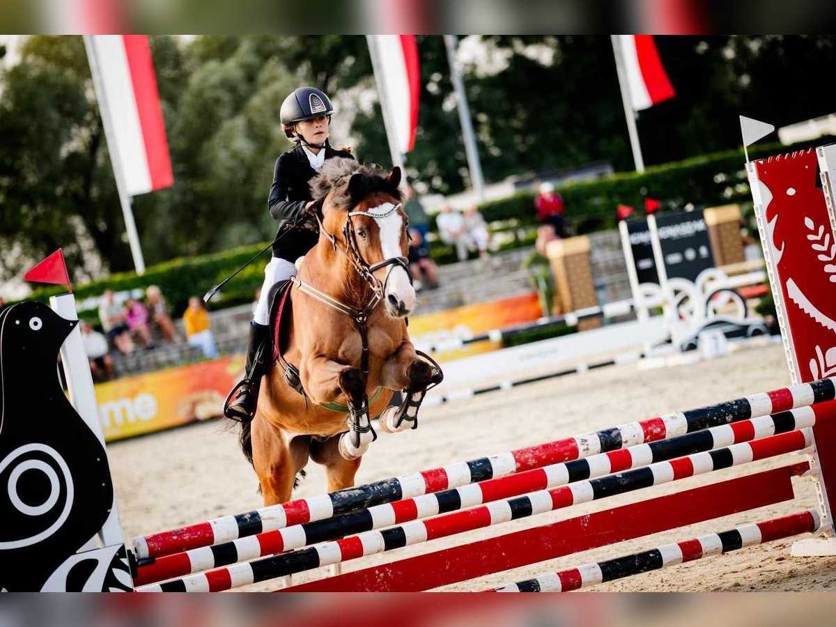 Polnisches Reitpony Wallach 16 Jahre 148 cm Rotbrauner in Sad&#xF3;wka