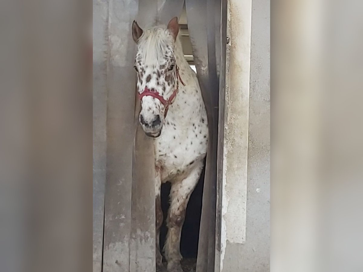 Polnisches Reitpony Mix Wallach 16 Jahre 150 cm Tigerschecke in Gaspoltshofen