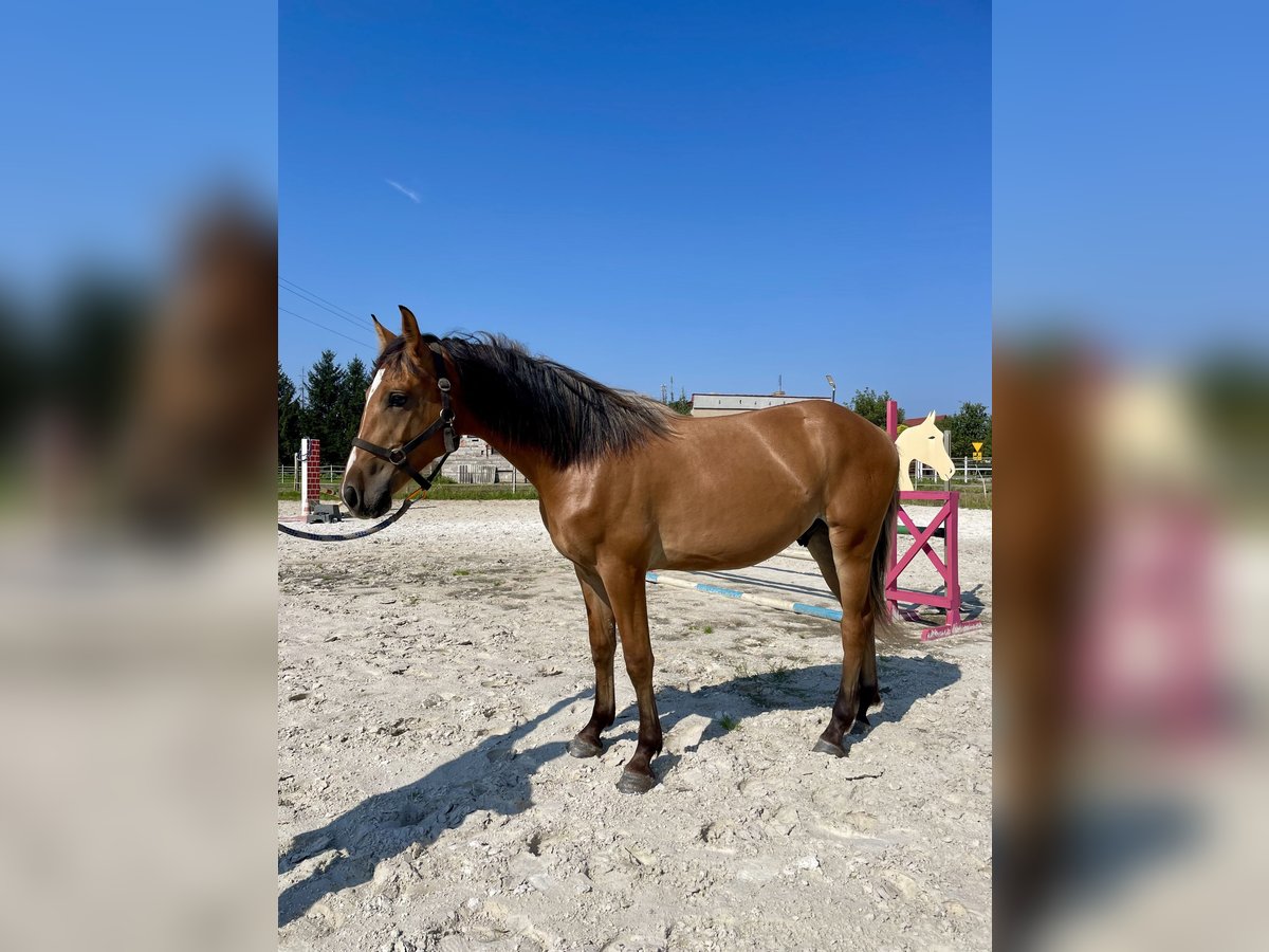 Polnisches Reitpony Wallach 1 Jahr 150 cm Falbe in Kozie Doły