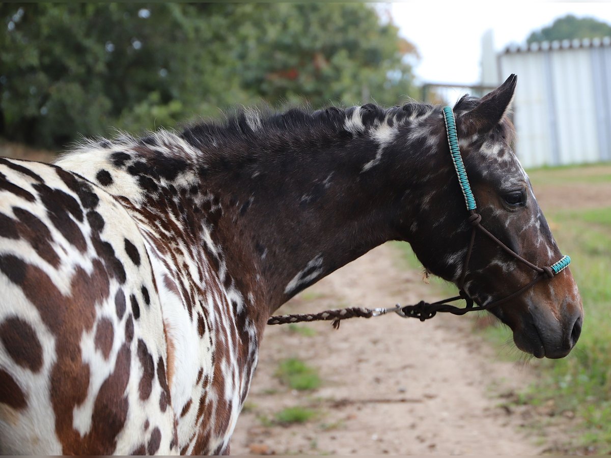 Polnisches Reitpony Wallach 2 Jahre 147 cm Tigerschecke in uelsen