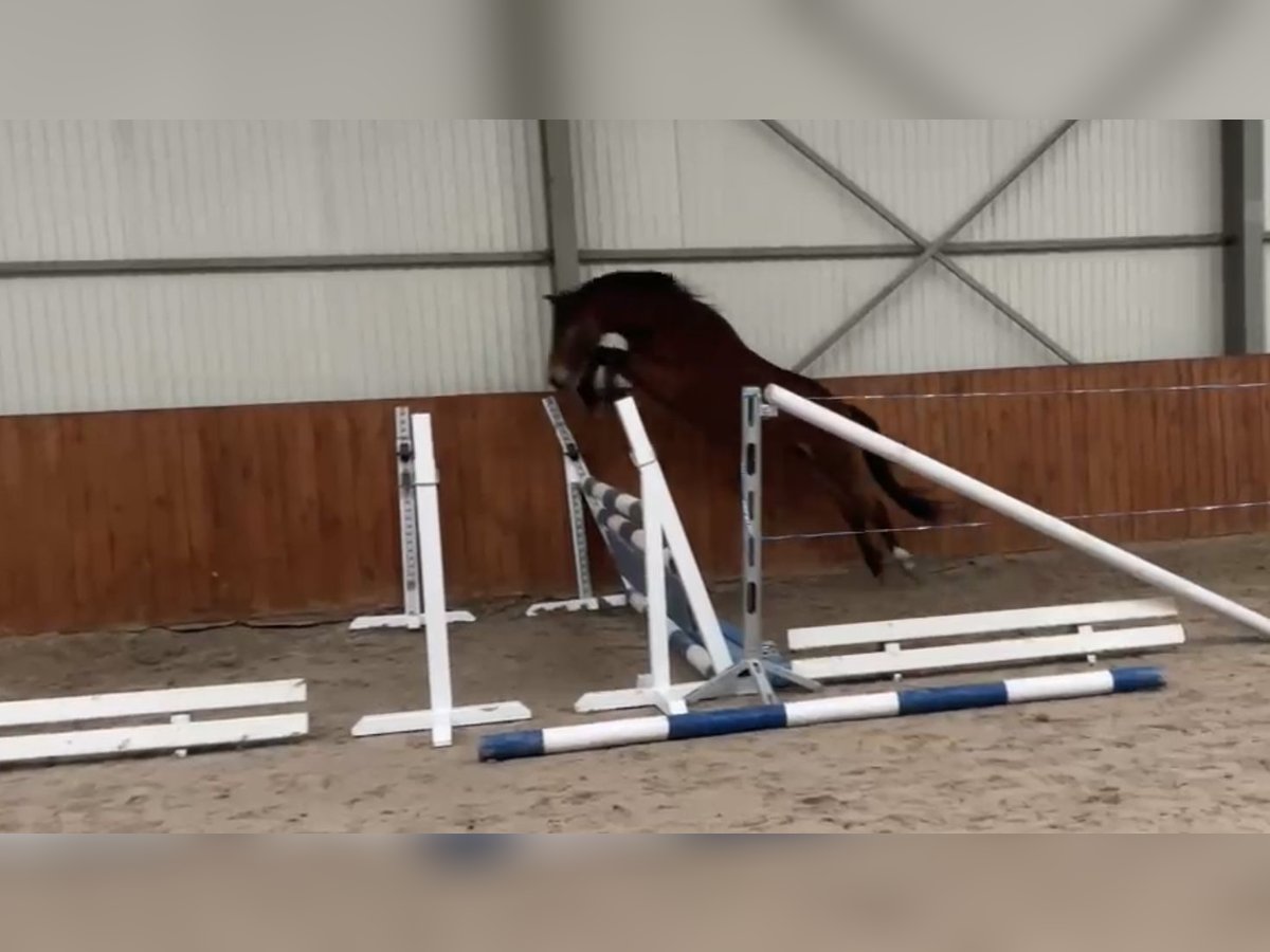 Polnisches Reitpony Wallach 3 Jahre 142 cm Rotbrauner in Strzeszyn