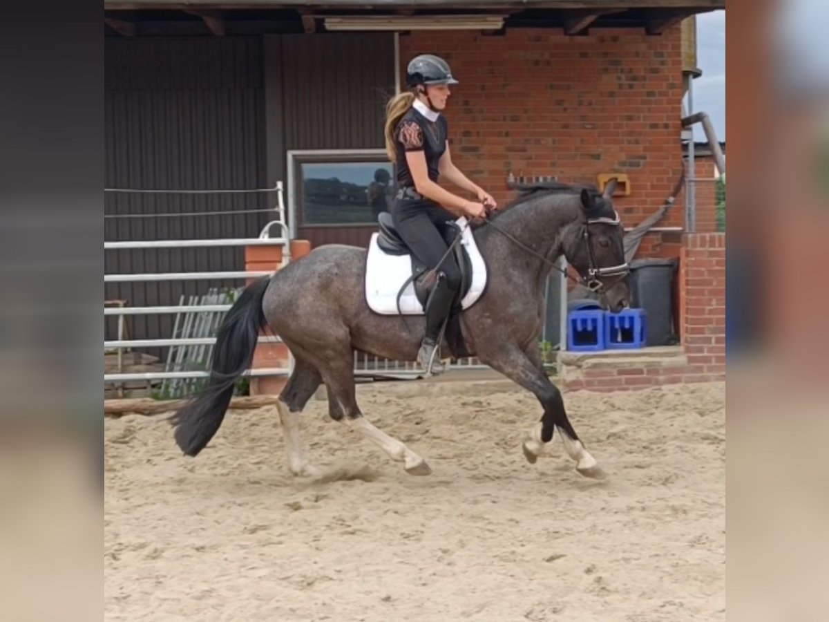 Polnisches Reitpony Mix Wallach 3 Jahre 153 cm Roan-Blue in Uelzen