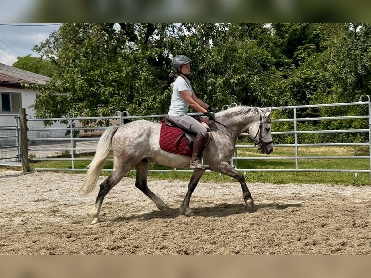 Polnisches Reitpony Mix Wallach 4 Jahre 148 cm Apfelschimmel in Ellgau