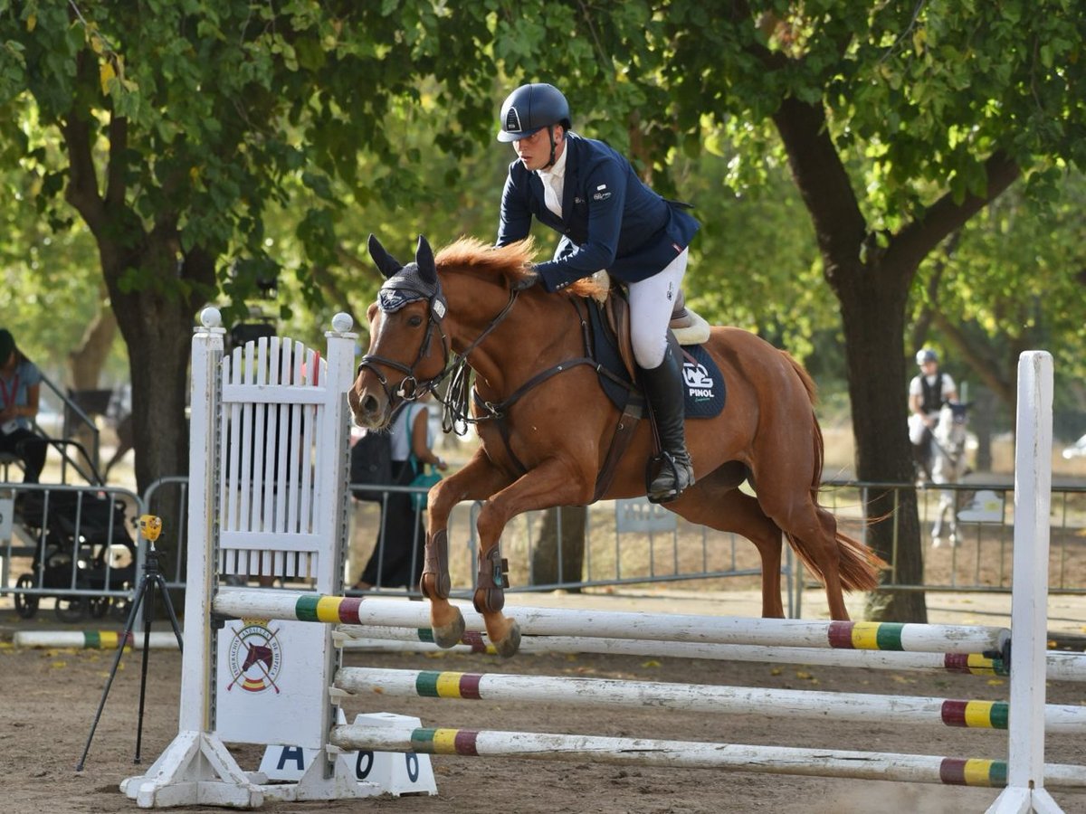 Polnisches Reitpony Wallach 5 Jahre 166 cm Fuchs in Valdemorillo (Madrid)