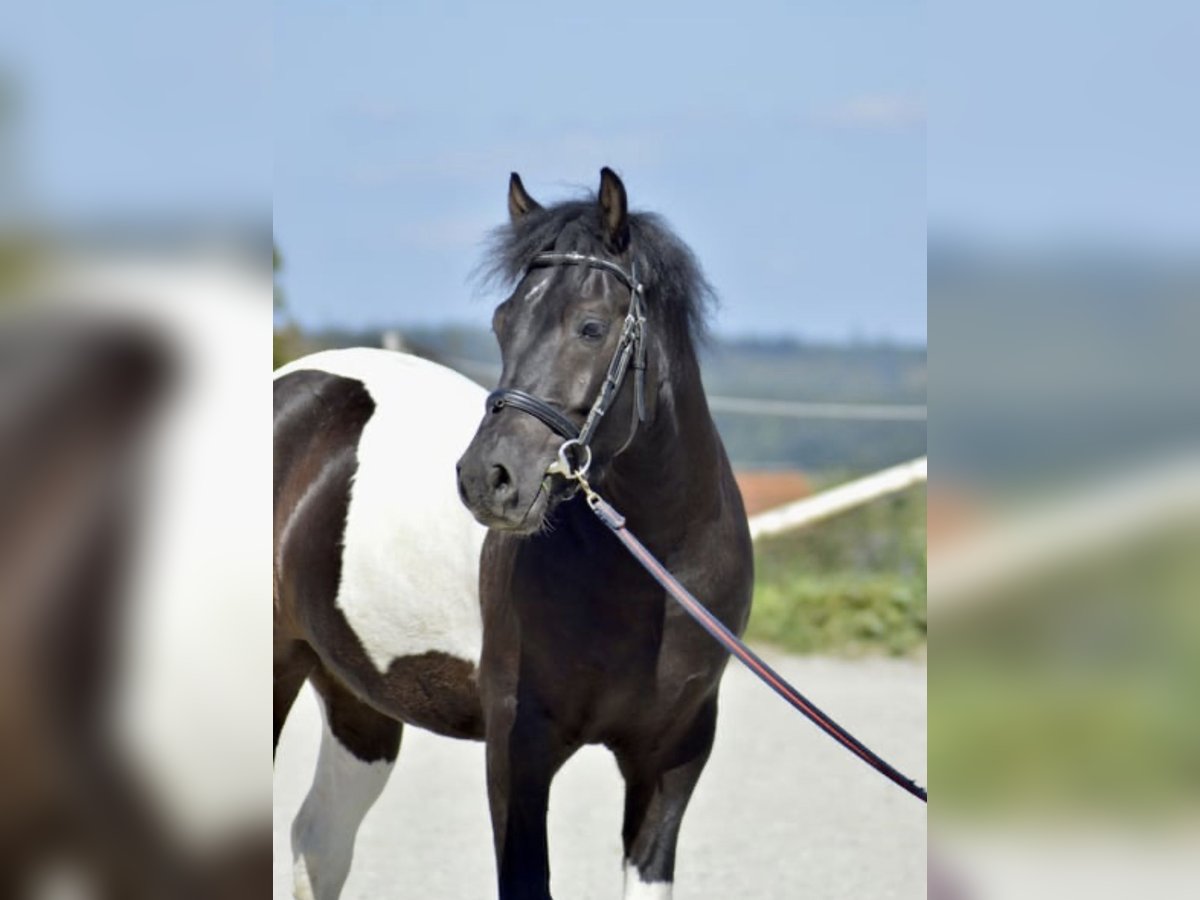 Polnisches Reitpony Mix Wallach 6 Jahre 144 cm Schecke in Steinheim am Albuch