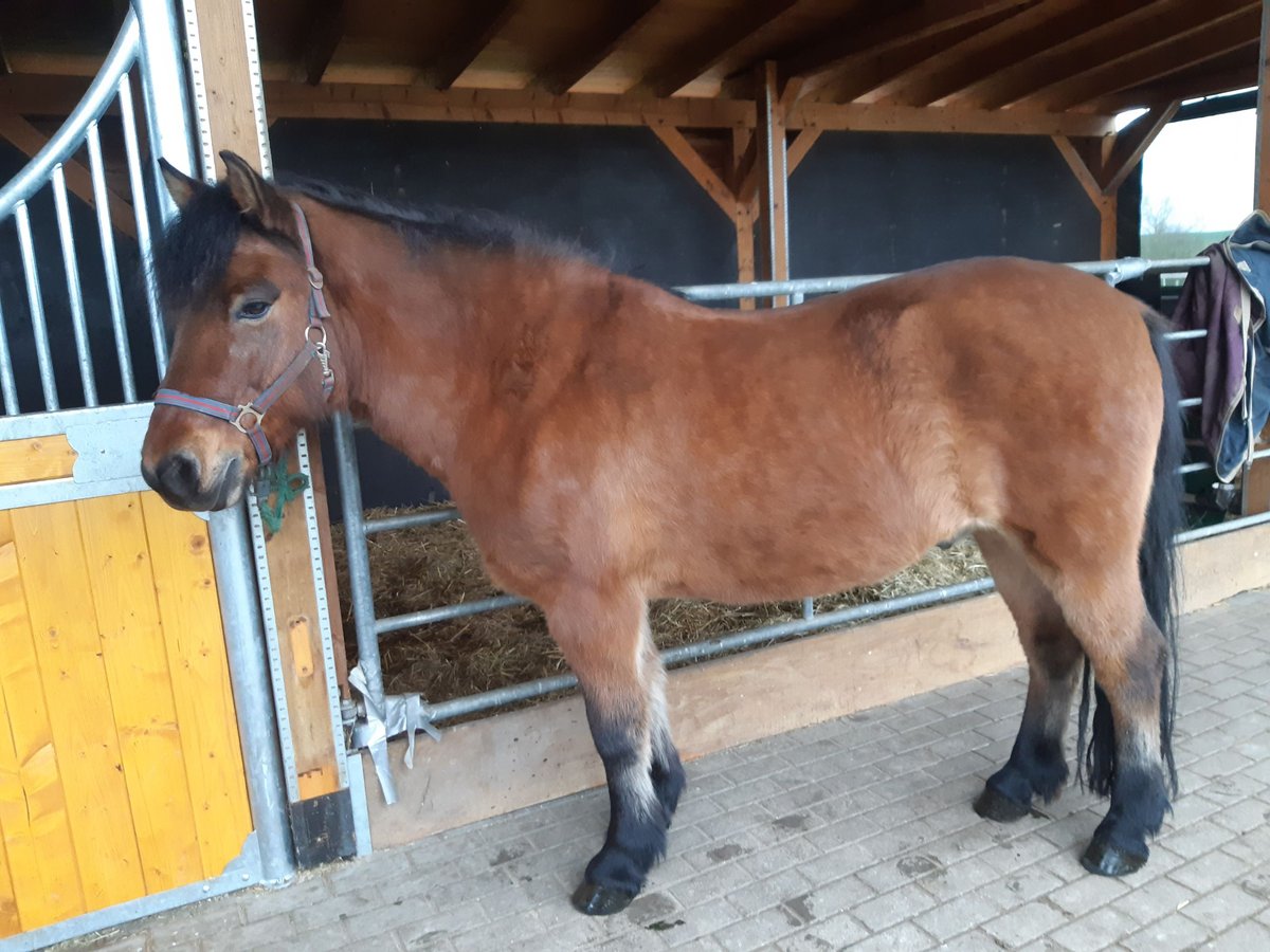 Polnisches Reitpony Mix Wallach 7 Jahre 145 cm Brauner in Grünow