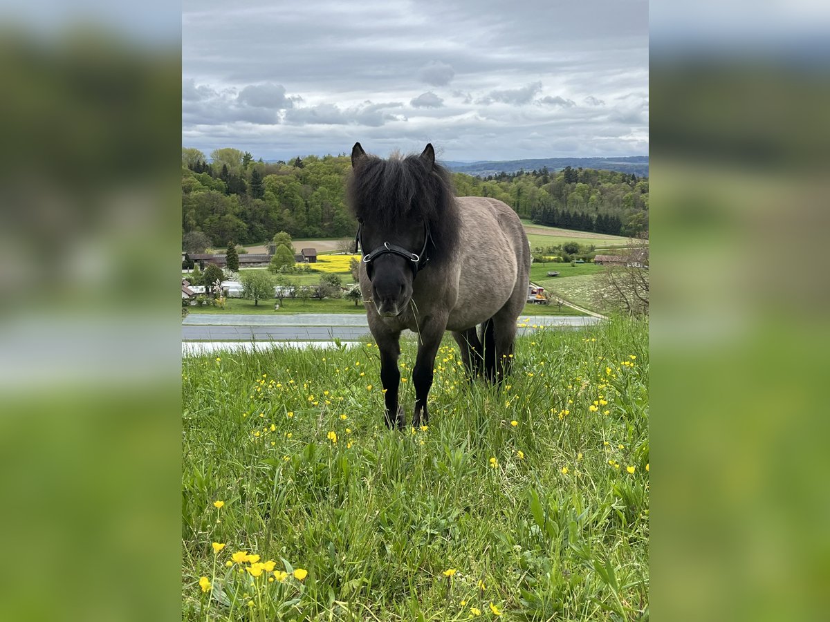 Polnisches Reitpony Mix Wallach 8 Jahre 112 cm Schwarzbrauner in Wildensbuch