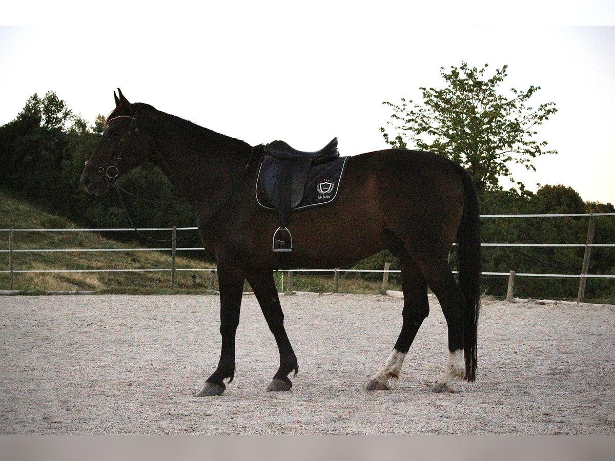 Polnisches Reitpony Wallach 9 Jahre 168 cm Dunkelbrauner in Gleisdorf