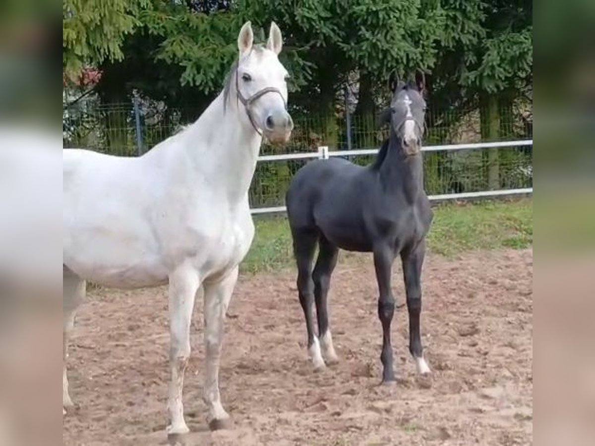 Polnisches Sportpferd Hengst Fohlen (05/2025) 170 cm Rappschimmel in Forst