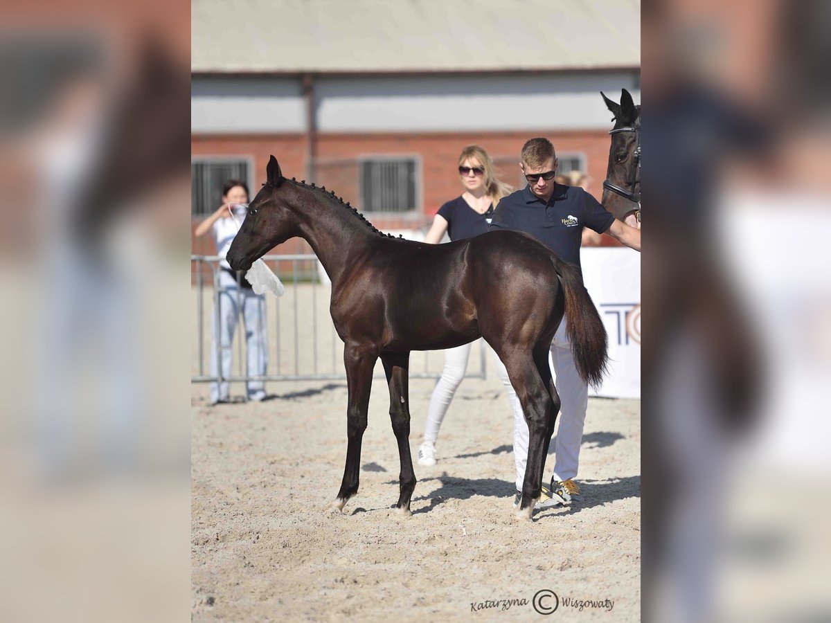 Polnisches Sportpferd Hengst Fohlen (06/2025) Rappe in Olszanka