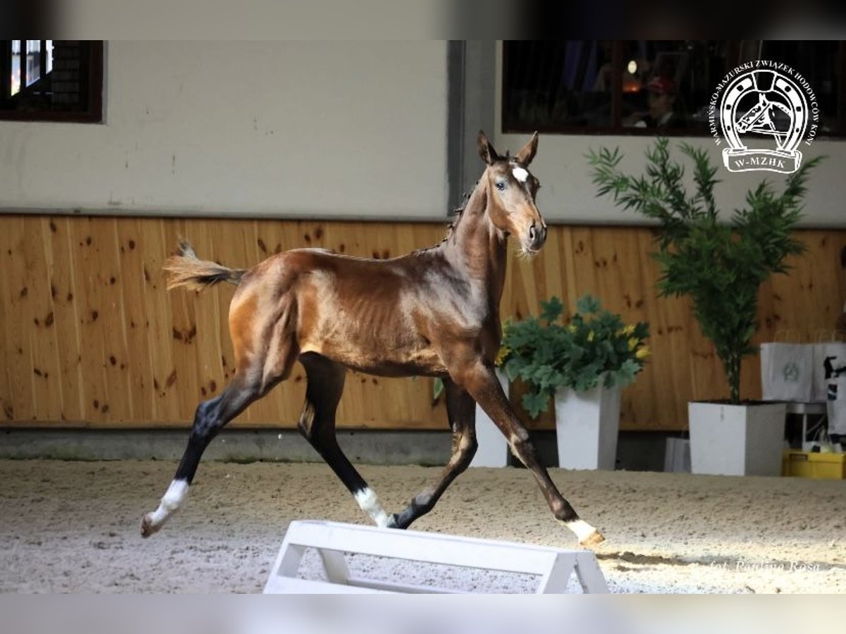 Polnisches Sportpferd Hengst Fohlen (05/2025) Schwarzbrauner in Praslity