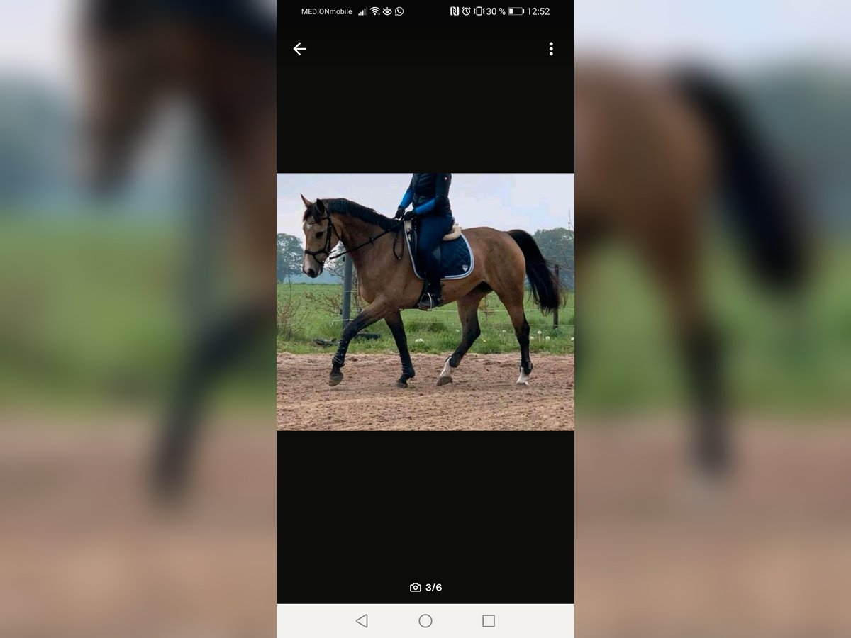 Polnisches Sportpferd Stute 10 Jahre 163 cm Falbe in Nordkirchen