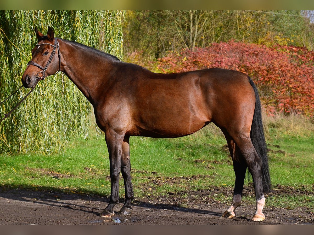 Polnisches Sportpferd Stute 10 Jahre 167 cm Brauner in Iwno