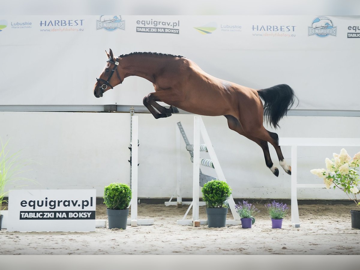 Polnisches Sportpferd Stute 2 Jahre 168 cm Rotbrauner in Parkowo