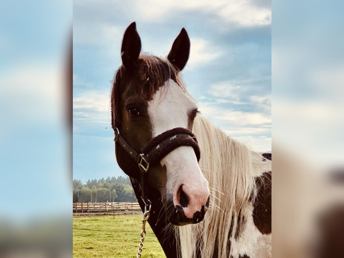 Polnisches Sportpferd Stute 3 Jahre 165 cm Schecke in Szewno