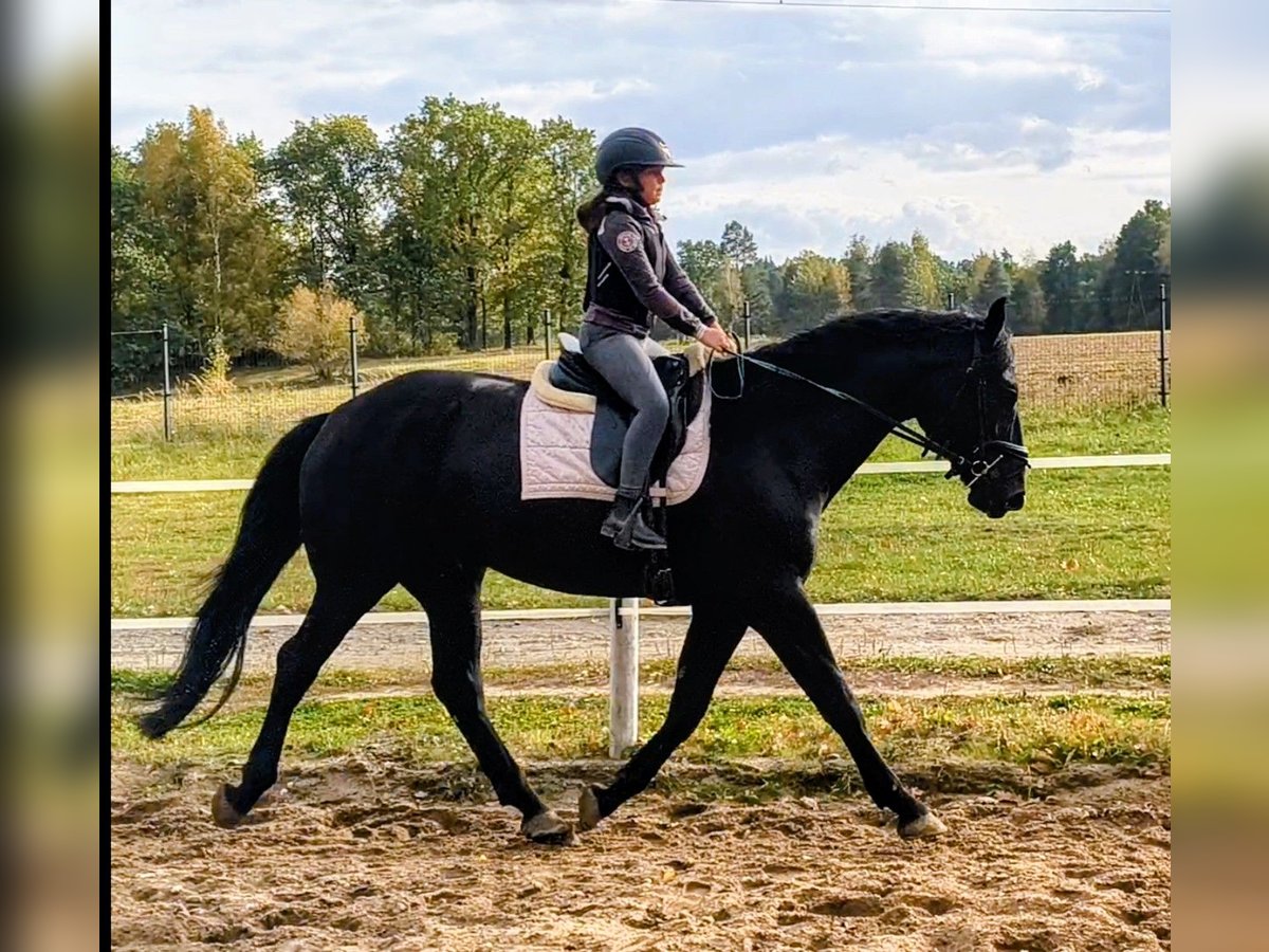 Polnisches Sportpferd, Stute in Forst