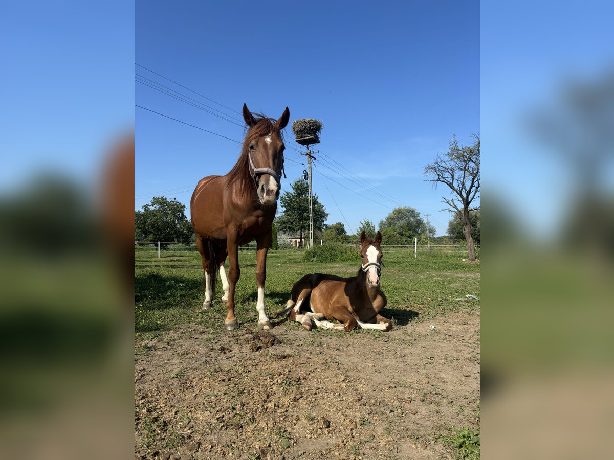 Polnisches Sportpferd Stute 5 Jahre 161 cm Fuchs in P&#x142;ock