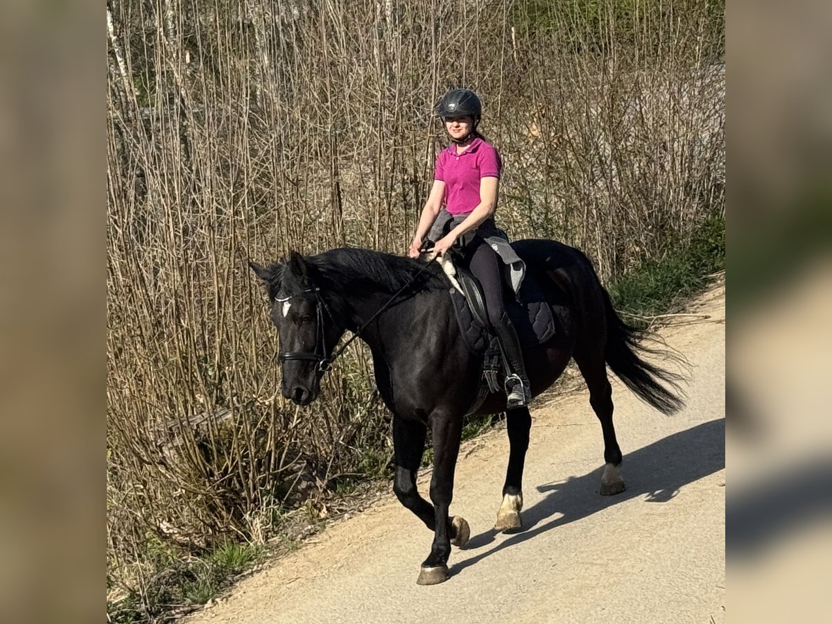 Polnisches Sportpferd Stute 5 Jahre 166 cm Rappe in Argenb&#xFC;hl