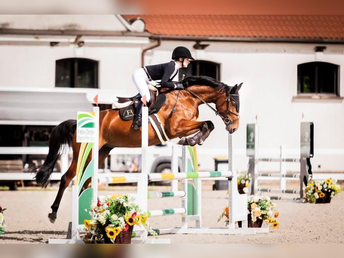 Polnisches Sportpferd Stute 5 Jahre 168 cm Brauner in Leoncin