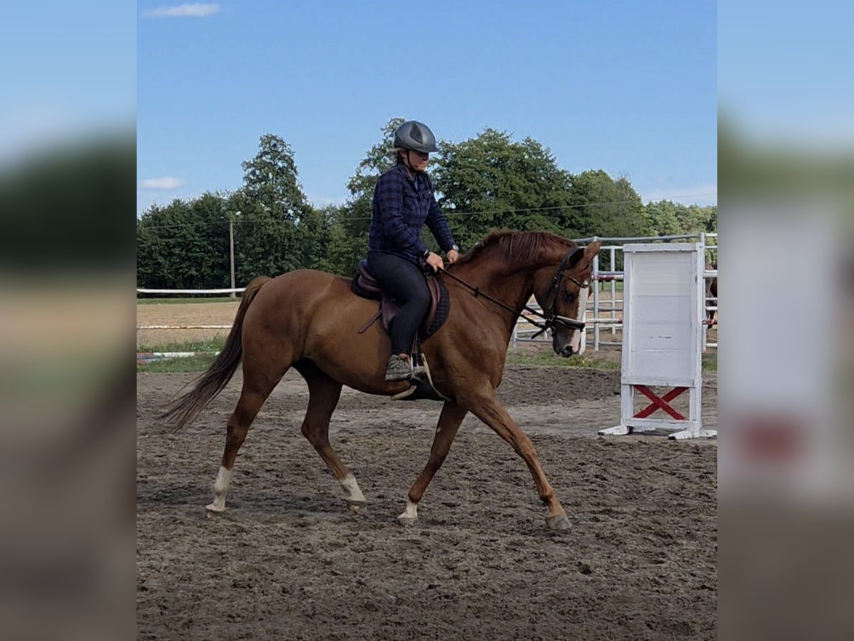 Polnisches Sportpferd Stute 6 Jahre 162 cm Fuchs in Ostr&#xF3;w Wielkopolski
