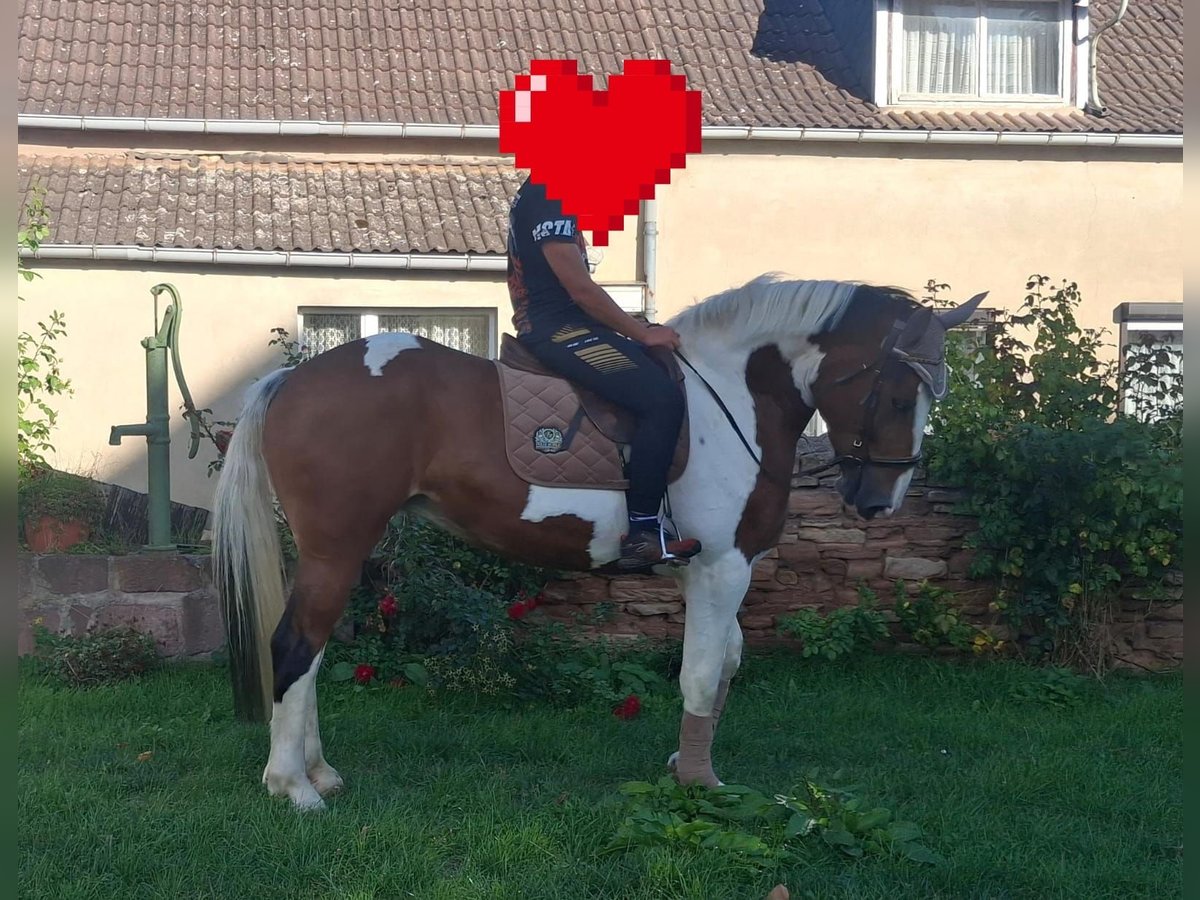 Polnisches Sportpferd Stute 6 Jahre 165 cm Schecke in Aschersleben