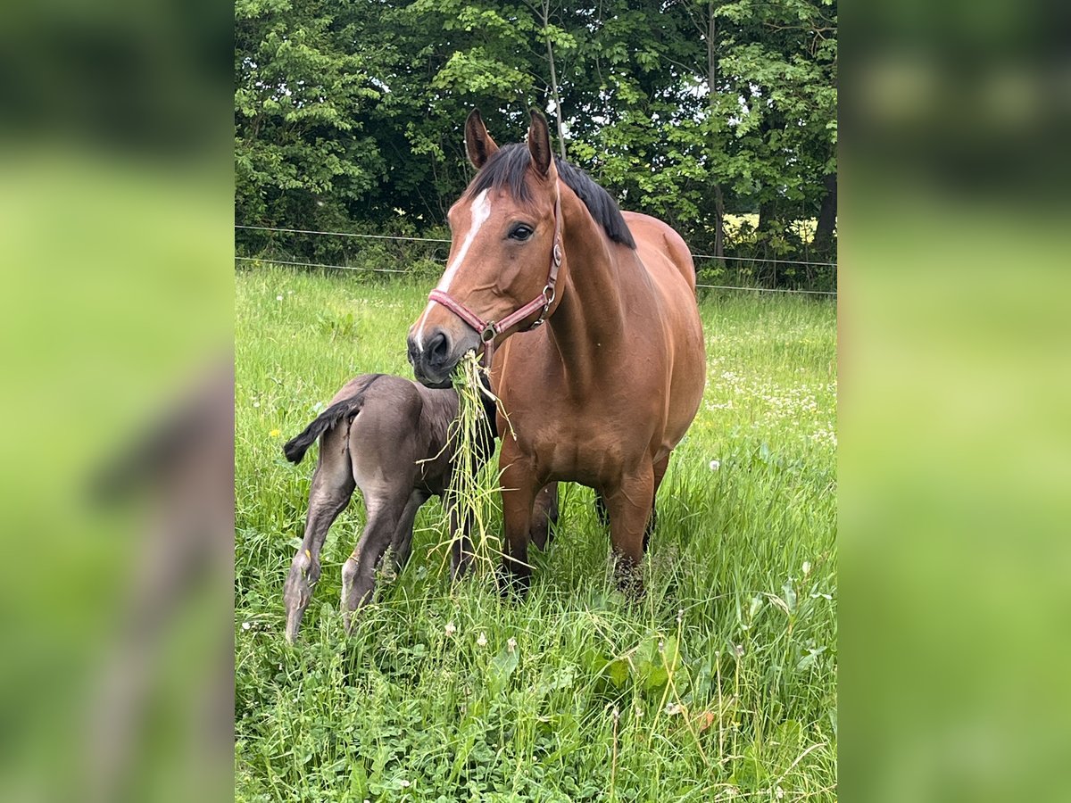 Polnisches Sportpferd, Stute in Papenhagen
