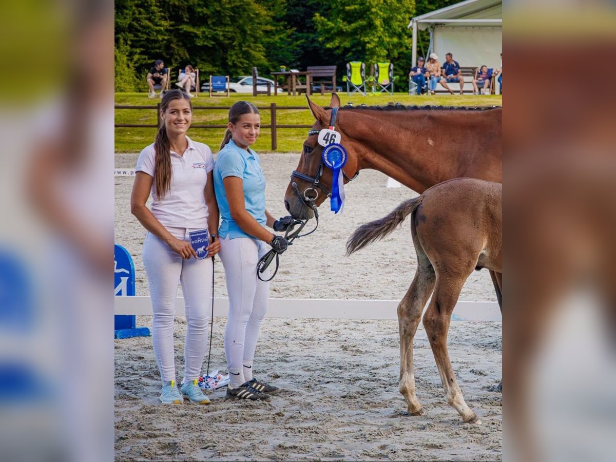 Polnisches Sportpferd, Stute in Papenhagen