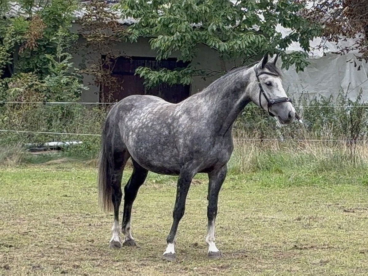 Polnisches Sportpferd, Stute in Grimmen
