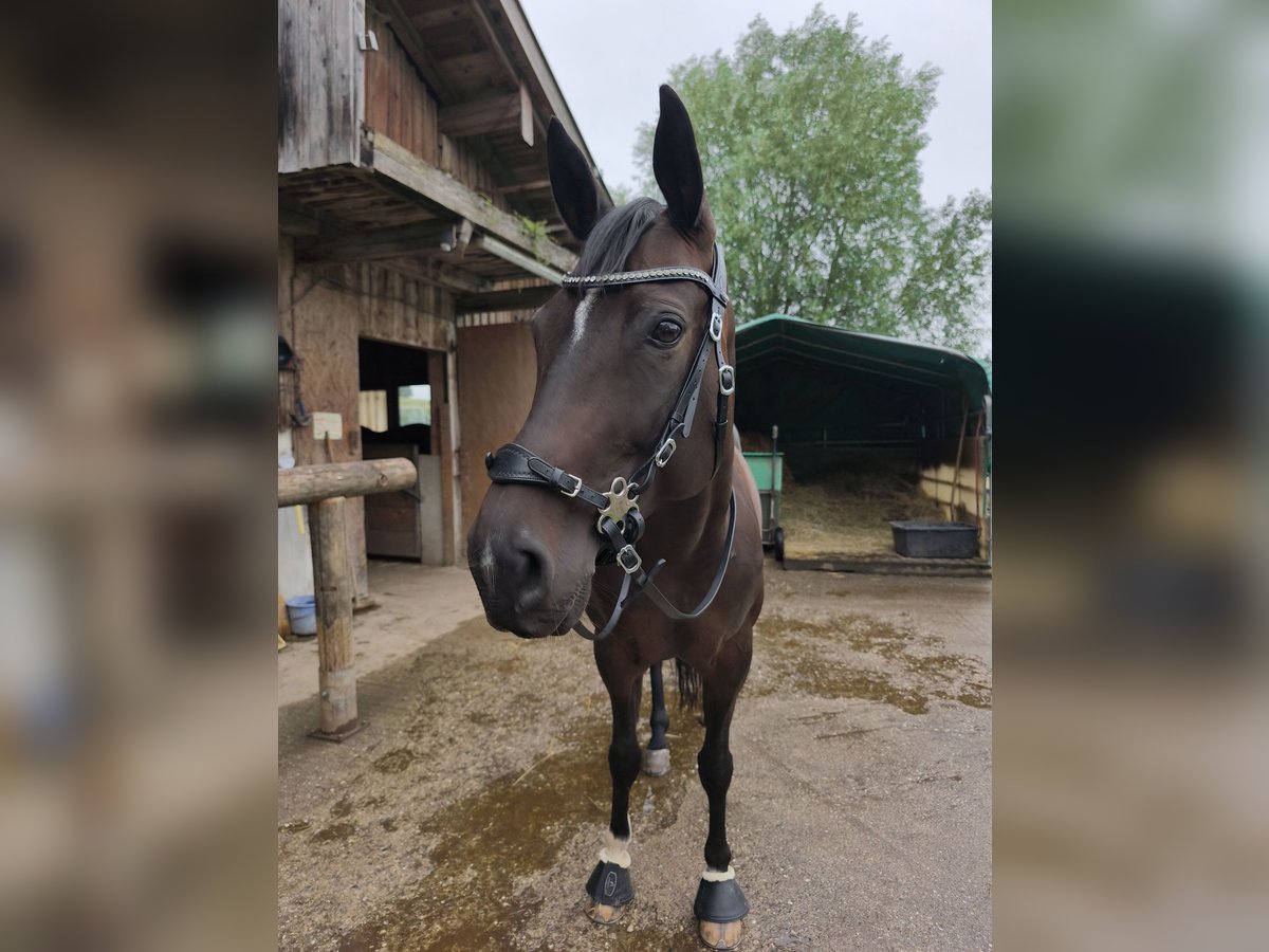 Polnisches Sportpferd Stute 8 Jahre 160 cm Brauner in Kirchdorf