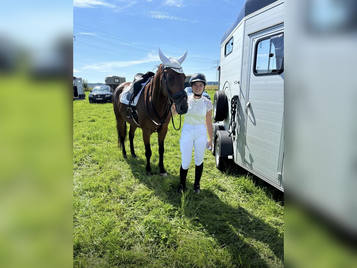 Polnisches Sportpferd Wallach 11 Jahre 156 cm Brauner in Ansbach