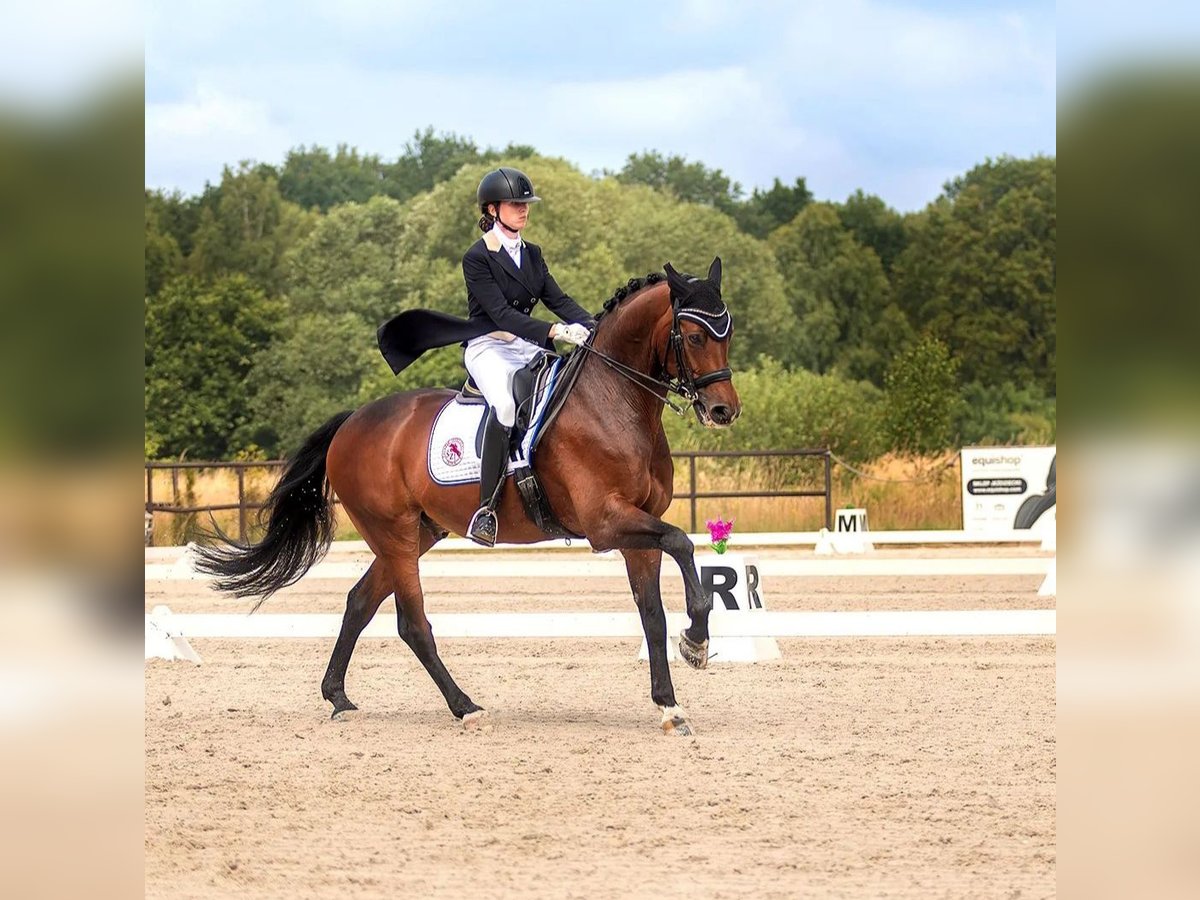 Polnisches Sportpferd Wallach 16 Jahre 162 cm Brauner in Truskolasy