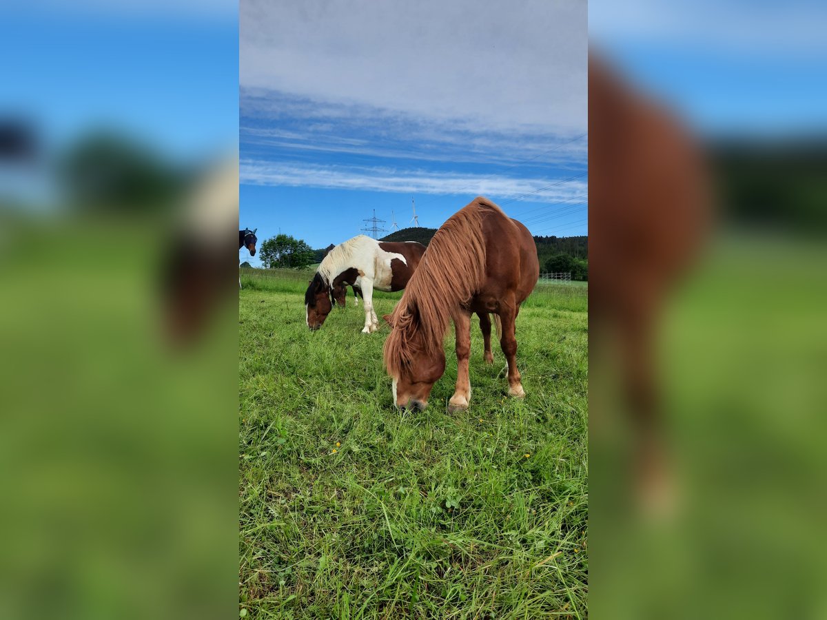 Polnisches Sportpferd Wallach 17 Jahre 160 cm Fuchs in Mainleus