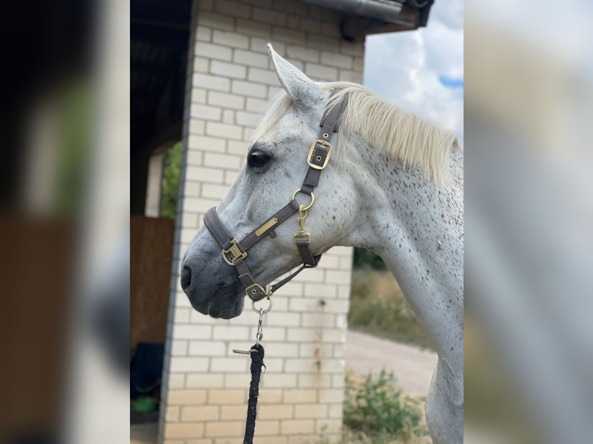 Polnisches Sportpferd Wallach 17 Jahre 162 cm Schimmel in Mengerschied