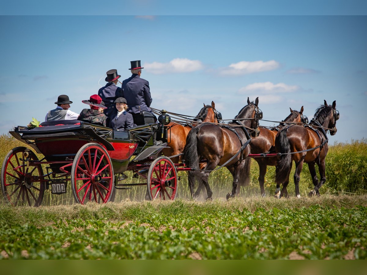 Polnisches Sportpferd Wallach 18 Jahre 169 cm Dunkelbrauner in Weilrod
