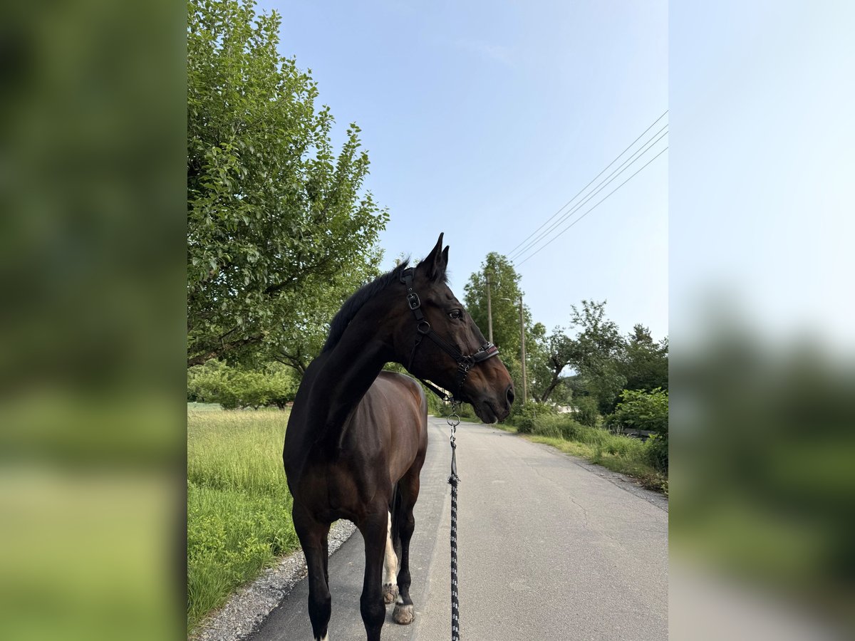Polnisches Sportpferd Wallach 21 Jahre 178 cm Schecke in Weil der Stadt