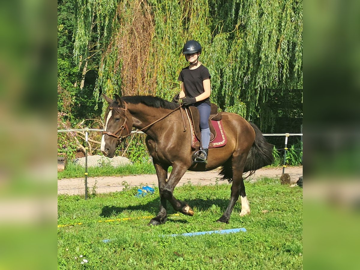 Polnisches Sportpferd Wallach 3 Jahre 148 cm Dunkelbrauner in Bayerbach