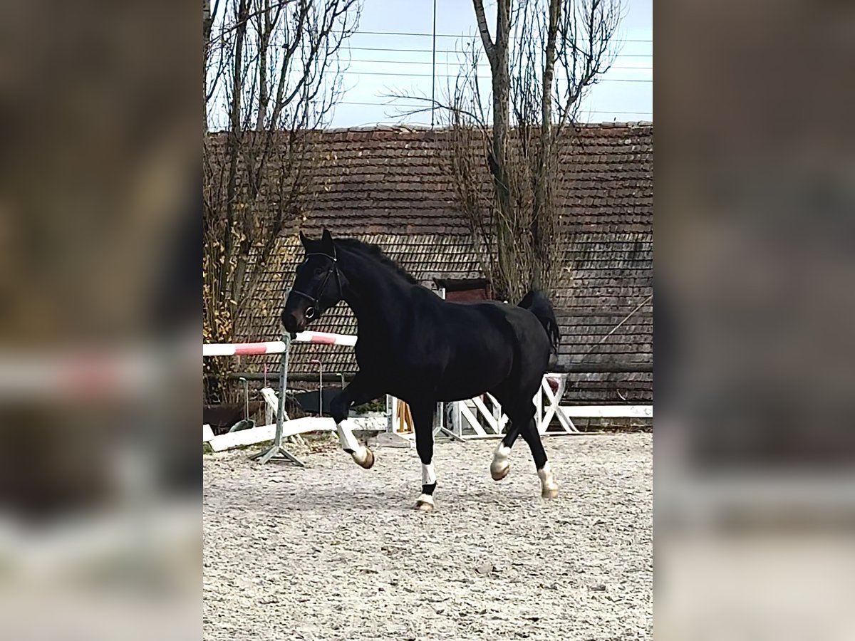 Polnisches Sportpferd Wallach 3 Jahre 171 cm Schwarzbrauner in Wa&#x142;brzych
