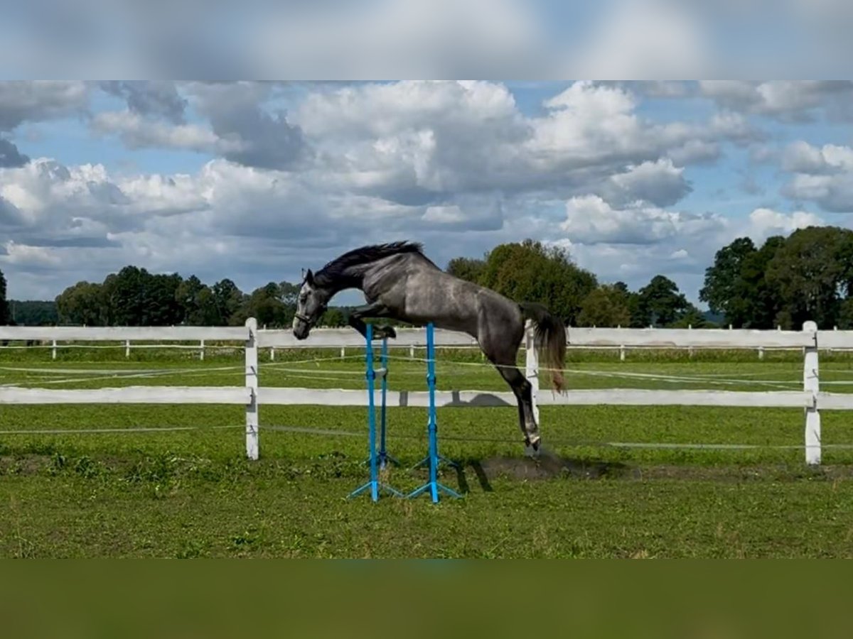 Polnisches Sportpferd Wallach 4 Jahre 175 cm Schimmel in Santok