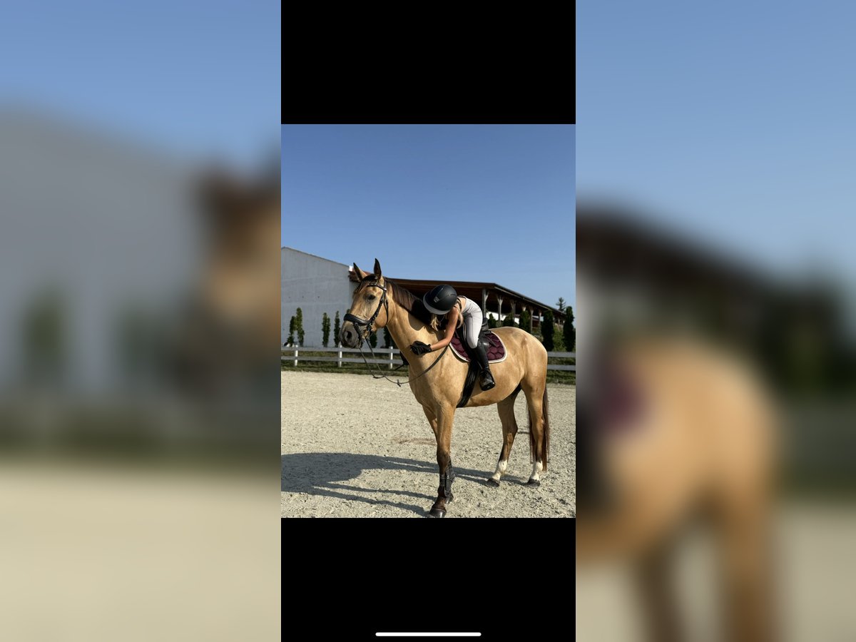 Polnisches Sportpferd Wallach 4 Jahre 178 cm Buckskin in Wroc&#x142;aw