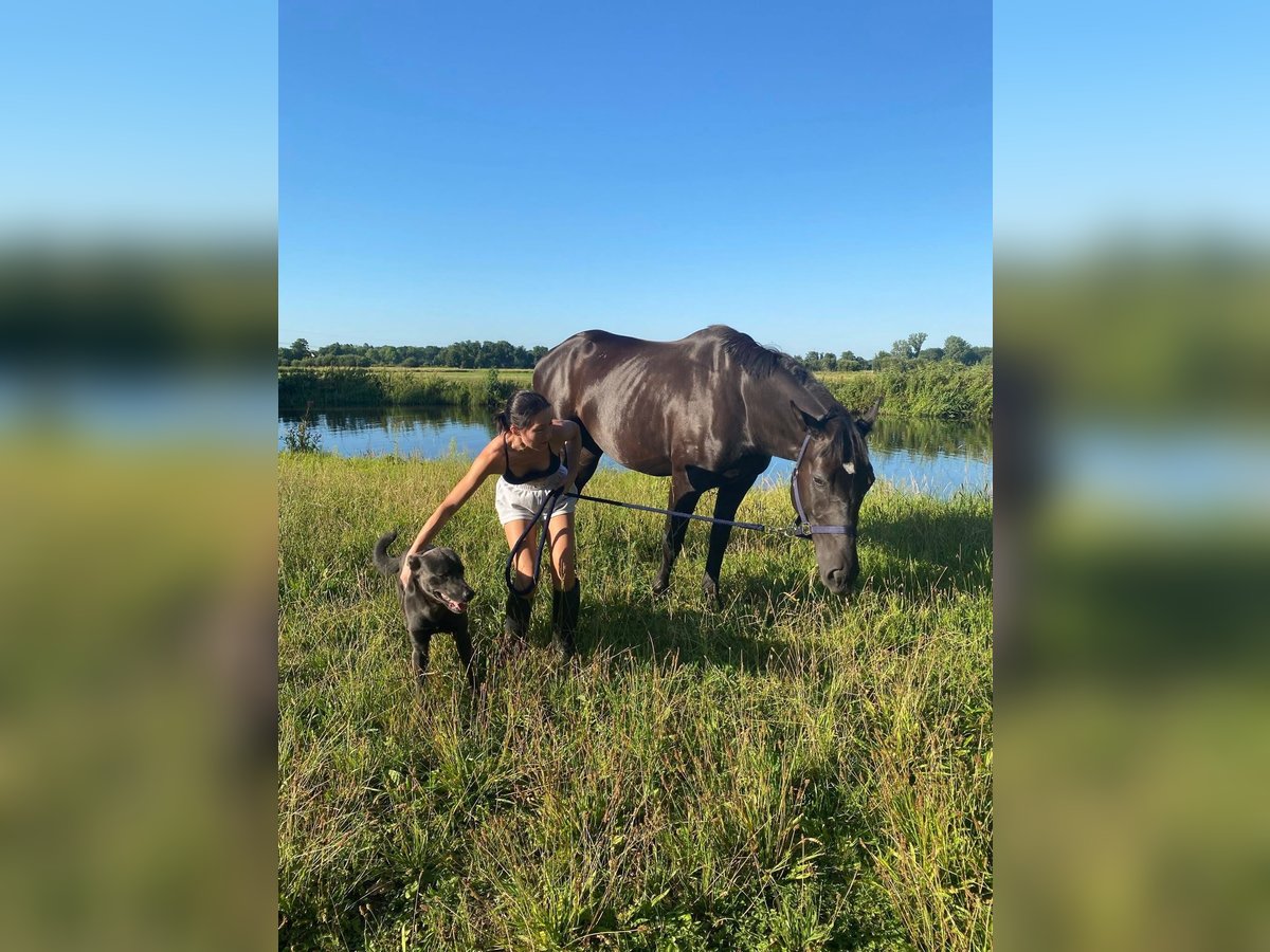 Polnisches Sportpferd Wallach 5 Jahre 165 cm Rappe in carovigno
